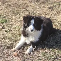 Bentley, a male Toy Australian Shepherd for sale in Normangee, TX – Photo 9 of 10