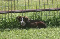 Rojo, a male Toy Australian Shepherd for sale in Normangee, TX – 7 of 7