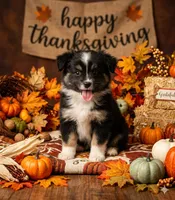 Dallas, a male Toy Australian Shepherd for sale in Normangee, TX – 1 of 3