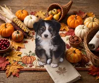 Manor, a male Toy Australian Shepherd for sale in Normangee, TX – 5 of 5