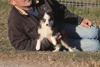 Halston, a male Toy Australian Shepherd for sale in Normangee, TX – Photo 2 of 3