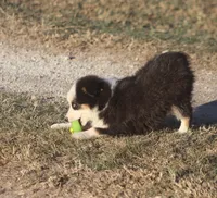 Halston, a male Toy Australian Shepherd for sale in Normangee, TX – Photo 3 of 3