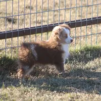 Brennon, a male Toy Australian Shepherd for sale in Normangee, TX – Photo 2 of 10