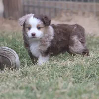 Brennon, a male Toy Australian Shepherd for sale in Normangee, TX – Photo 3 of 10