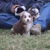 Brennon, a male Toy Australian Shepherd for sale in Normangee, TX – Photo 6 of 10