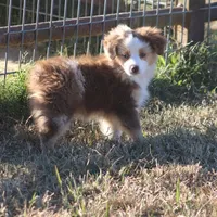 Brennon, a male Toy Australian Shepherd for sale in Normangee, TX – Photo 10 of 10