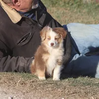 Brennon, a male Toy Australian Shepherd for sale in Normangee, TX – Photo 1 of 10