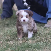 Brennon, a male Toy Australian Shepherd for sale in Normangee, TX – Photo 7 of 10