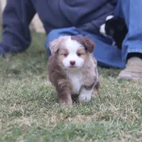 Brennon, a male Toy Australian Shepherd for sale in Normangee, TX – Photo 5 of 10