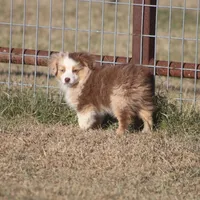 Brennon, a male Toy Australian Shepherd for sale in Normangee, TX – Photo 8 of 10