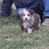 Brennon, a male Toy Australian Shepherd for sale in Normangee, TX – Photo 4 of 10