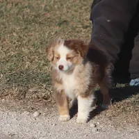 Brennon, a male Toy Australian Shepherd for sale in Normangee, TX – Photo 9 of 10