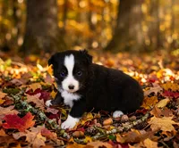 Anson, a male Toy Australian Shepherd for sale in Normangee, TX – 4 of 4