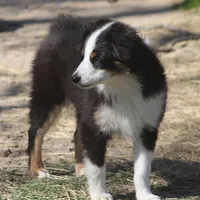 Archie, a male Toy Australian Shepherd for sale in Normangee, TX – Photo 10 of 10
