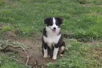Archie, a male Toy Australian Shepherd for sale in Normangee, TX – 5 of 6