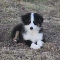 Archie, a male Toy Australian Shepherd for sale in Normangee, TX – Photo 8 of 10