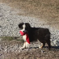 Archie, a male Toy Australian Shepherd for sale in Normangee, TX – Photo 3 of 10