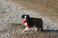 Archie, a male Toy Australian Shepherd for sale in Normangee, TX – Photo 2 of 6