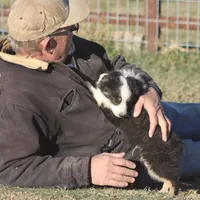 Archie, a male Toy Australian Shepherd for sale in Normangee, TX – Photo 5 of 10