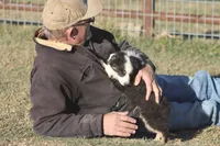 Archie, a male Toy Australian Shepherd for sale in Normangee, TX – Photo 4 of 6