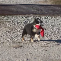 Archie, a male Toy Australian Shepherd for sale in Normangee, TX – Photo 6 of 10