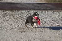 Archie, a male Toy Australian Shepherd for sale in Normangee, TX – Photo 5 of 6