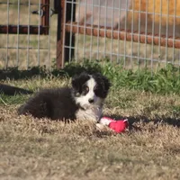 Archie, a male Toy Australian Shepherd for sale in Normangee, TX – Photo 4 of 10