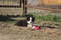 Archie, a male Toy Australian Shepherd for sale in Normangee, TX – Photo 3 of 6