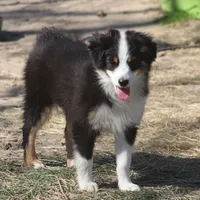Archie, a male Toy Australian Shepherd for sale in Normangee, TX – Photo 1 of 10