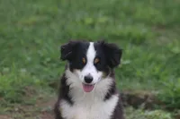 Archie, a male Toy Australian Shepherd for sale in Normangee, TX – 3 of 6