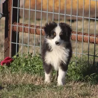Archie, a male Toy Australian Shepherd for sale in Normangee, TX – Photo 2 of 10