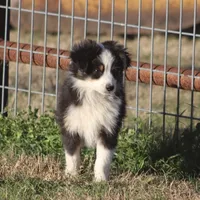 Archie, a male Toy Australian Shepherd for sale in Normangee, TX – Photo 7 of 10