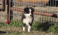 Archie, a male Toy Australian Shepherd for sale in Normangee, TX – Photo 6 of 6