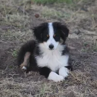 Archie, a male Toy Australian Shepherd for sale in Normangee, TX – Photo 9 of 10