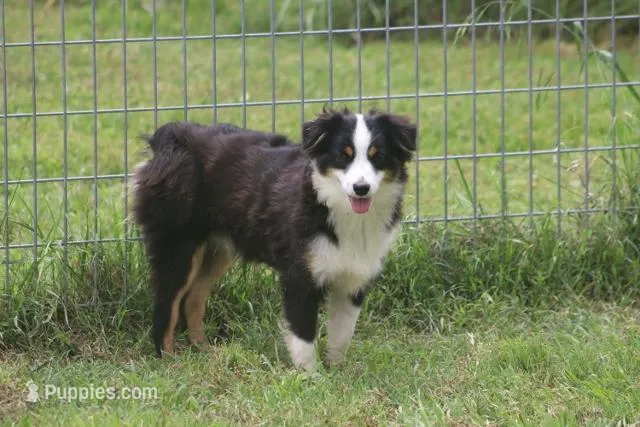 Archie – Toy Australian Shepherd puppy for sale in Normangee, TX