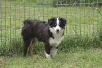 Archie, a male Toy Australian Shepherd for sale in Normangee, TX – 2 of 6