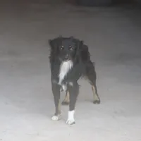 Shadow, a male Toy Australian Shepherd for sale in Normangee, TX – 2 of 3