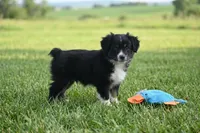 Maggie, a female Toy Australian Shepherd for sale in Normangee, TX – 4 of 4