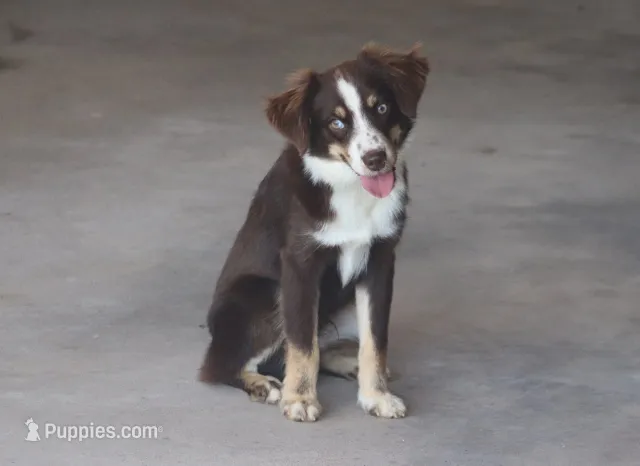 Rojo – Toy Australian Shepherd puppy for sale in Normangee, TX