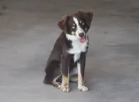 Rojo, a male Toy Australian Shepherd for sale in Normangee, TX – 1 of 7
