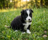 Anson, a male Toy Australian Shepherd for sale in Normangee, TX – 3 of 4