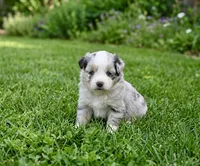 Bailey, a female Toy Australian Shepherd for sale in Normangee, TX – 5 of 5
