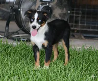 Cody, a male Toy Australian Shepherd for sale in Normangee, TX – 4 of 4