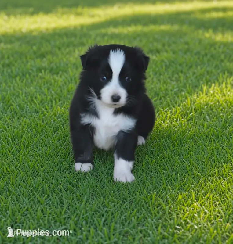 Anson, a male Toy Australian Shepherd for sale in Normangee, TX – 1 of 4