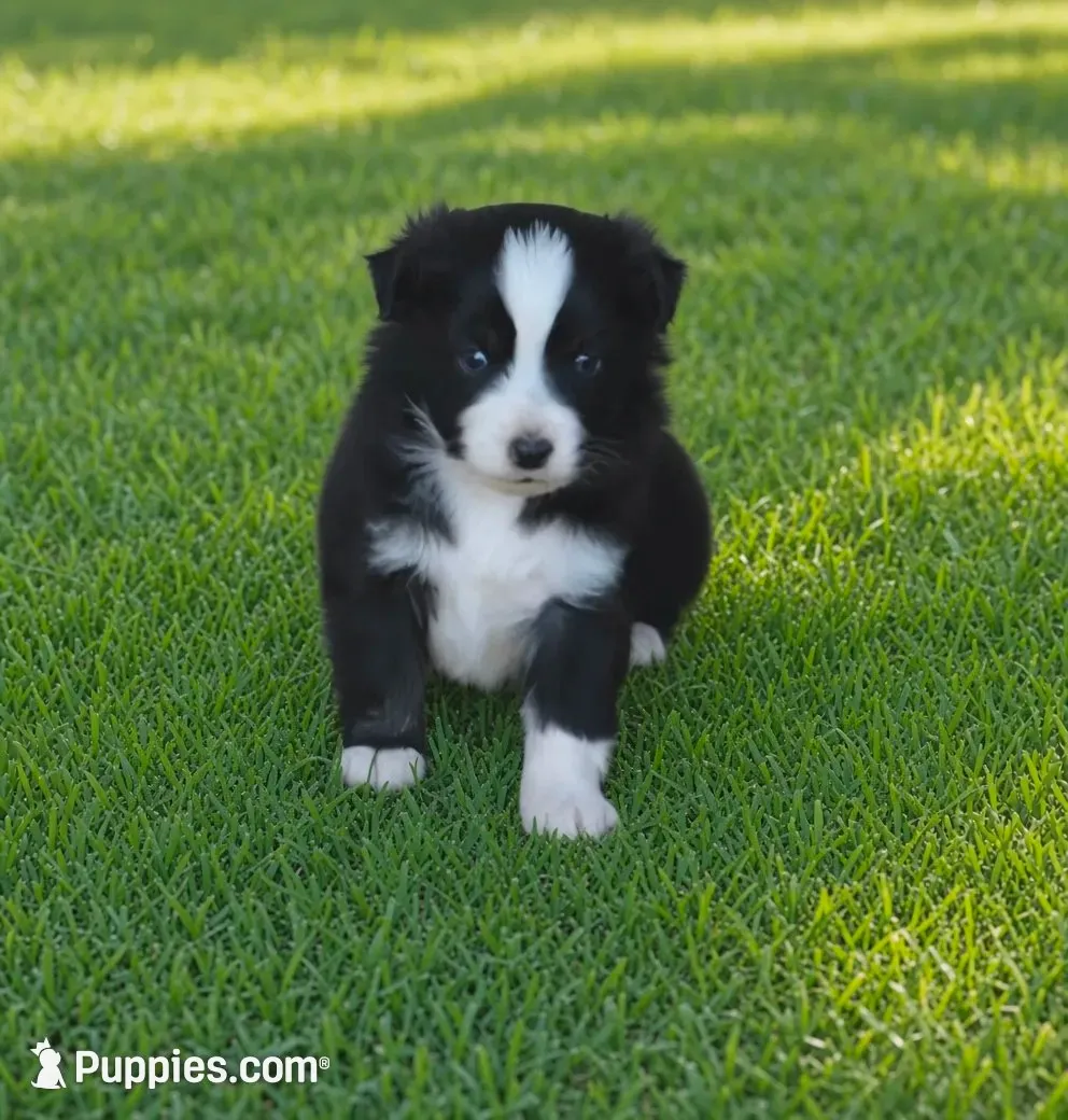 Anson, a male Toy Australian Shepherd for sale in Normangee, TX – 1 of 4
