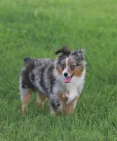 Snoopy (Teacup), a male Toy Australian Shepherd for sale in Normangee, TX – 2 of 3