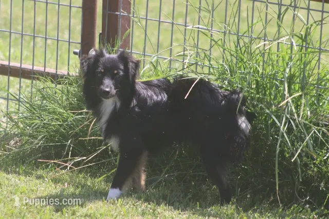 Shadow – Toy Australian Shepherd puppy for sale in Normangee, TX