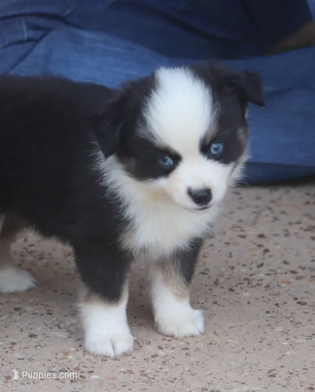 Waco – Toy Australian Shepherd puppy for sale in Normangee, TX