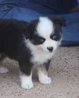 Waco, a male Toy Australian Shepherd for sale in Normangee, TX – 1 of 4