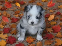 Bailey, a female Toy Australian Shepherd for sale in Normangee, TX – 3 of 5